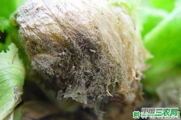 生菜灰霉病如何防治？