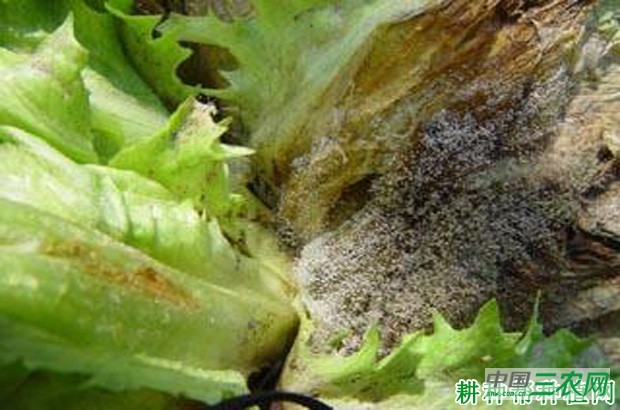 生菜灰霉病如何防治？
