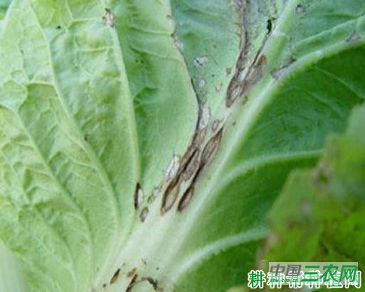 大白菜炭疽病如何防治？