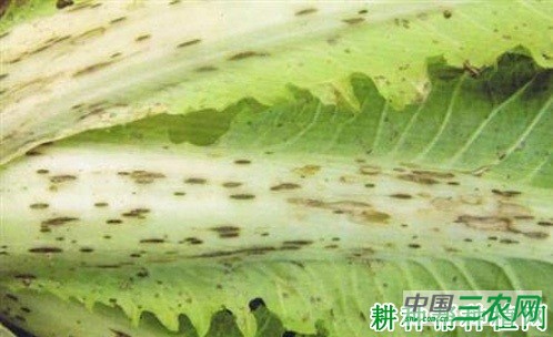 大白菜炭疽病如何防治？