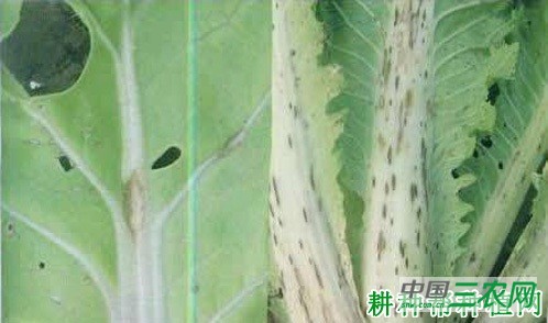 大白菜炭疽病如何防治？