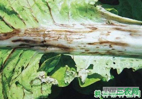 大白菜炭疽病如何防治？