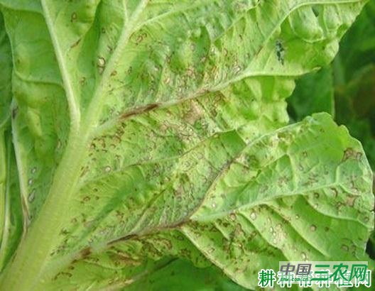 大白菜炭疽病如何防治？