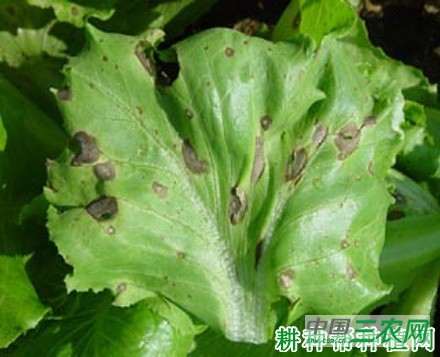生菜轮纹病如何防治？