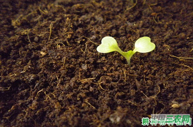 大白菜的生长过程是怎么样？