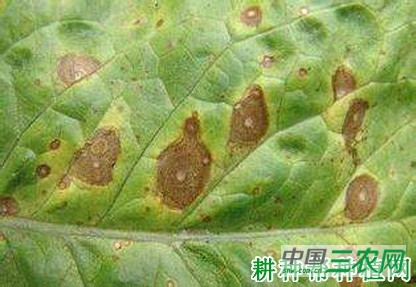 生菜轮纹病如何防治？