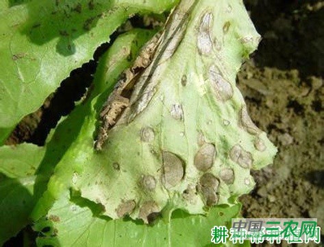 生菜轮纹病如何防治？