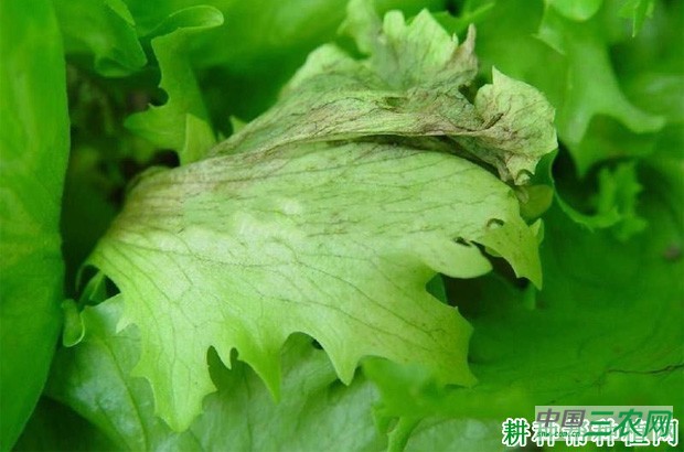 生菜褐斑病如何防治？