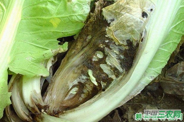 大白菜褐腐病如何防治？