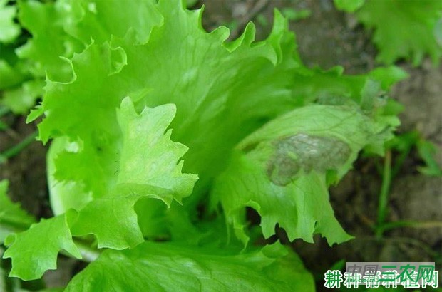 生菜褐斑病如何防治？