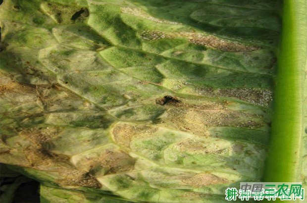 生菜霜霉病如何防治？