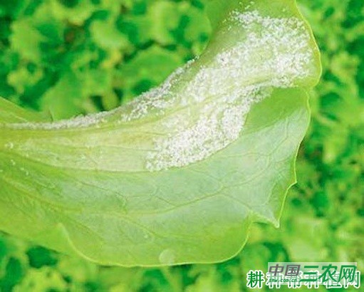 生菜霜霉病如何防治？