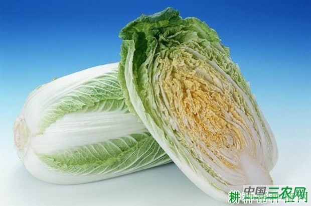 大白菜长怎么样？