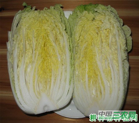 大白菜长怎么样？