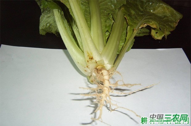 大白菜长怎么样？