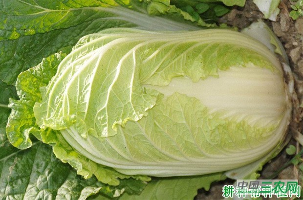 大白菜长怎么样？