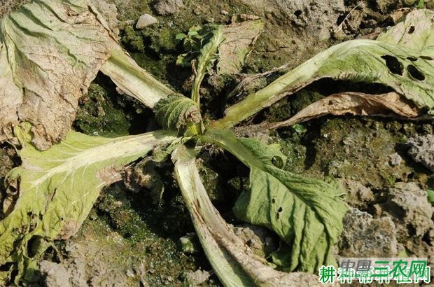大白菜黑胫病如何防治？