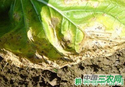 大白菜假黑斑病如何防治？