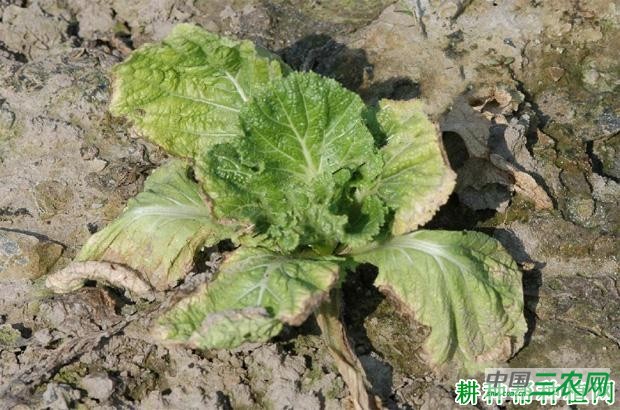 大白菜黑胫病如何防治？