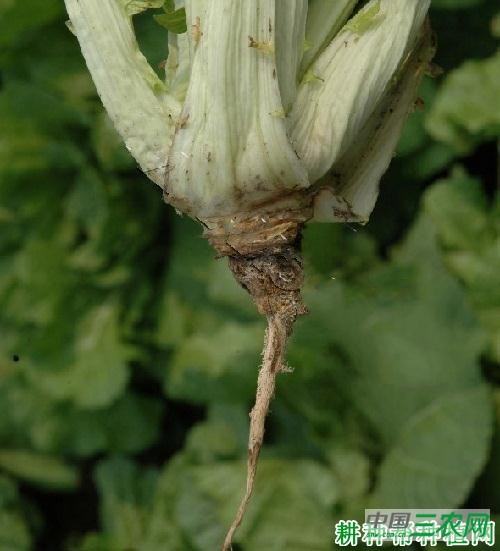 大白菜黑胫病如何防治？