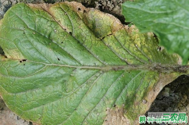 大白菜细菌性褐斑病如何防治？