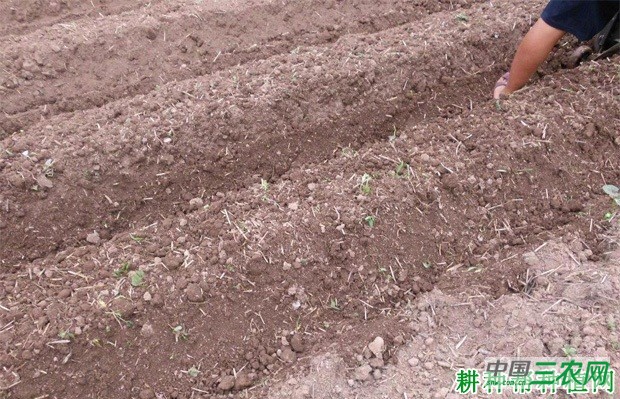 为什么大白菜要采用高垄栽培？