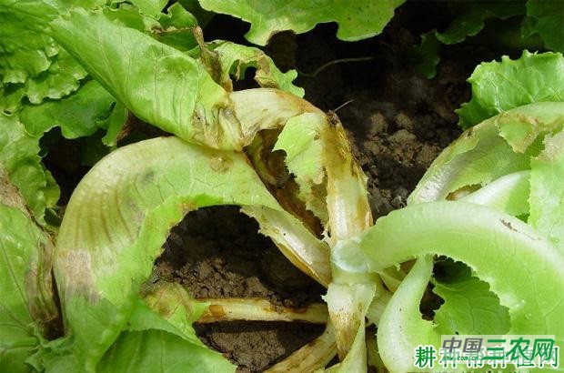 生菜褐腐病如何防治? 生菜褐腐病如何防治?