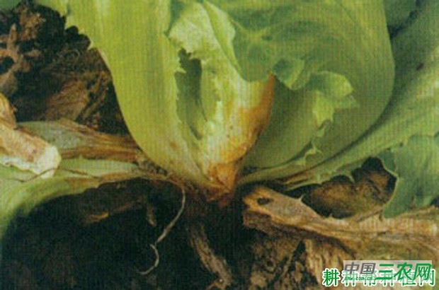 生菜褐腐病如何防治? 生菜褐腐病如何防治?
