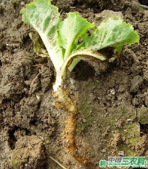 生菜褐腐病如何防治? 生菜褐腐病如何防治?