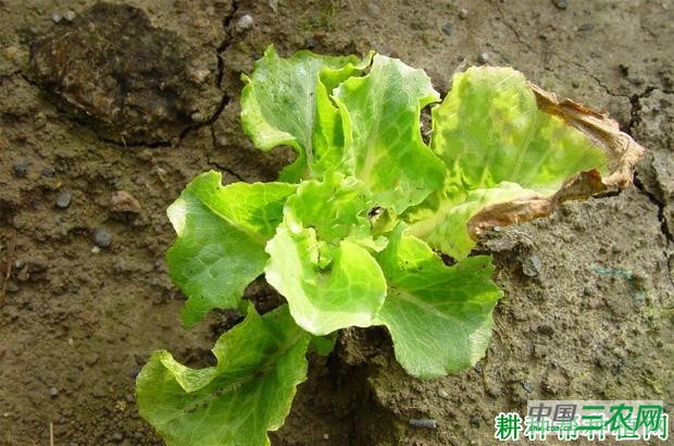 生菜褐腐病如何防治? 生菜褐腐病如何防治?