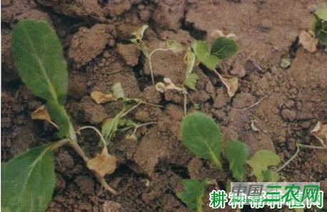 大白菜猝倒病如何防治？