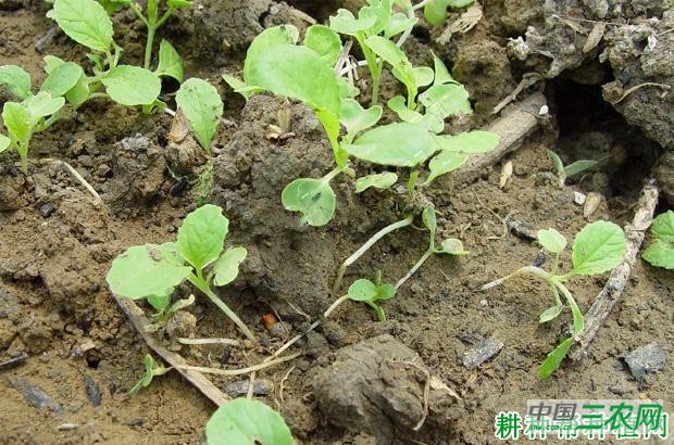 大白菜猝倒病如何防治？