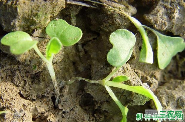 大白菜猝倒病如何防治？