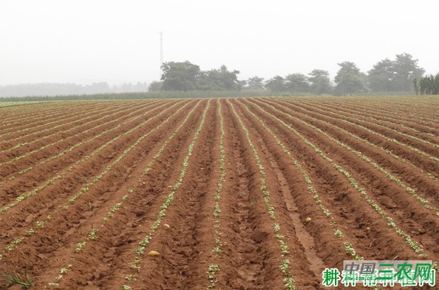 大白菜直播栽培有什么好处和坏处？