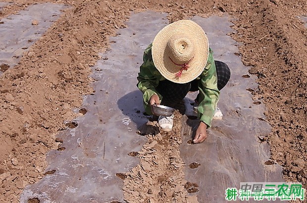 大白菜直播栽培有什么好处和坏处？