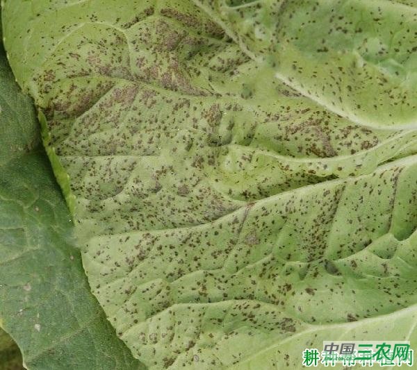 大白菜细菌性叶斑病如何防治？