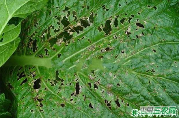 大白菜细菌性叶斑病如何防治？