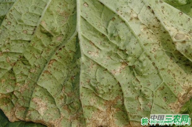大白菜褐斑病如何防治？
