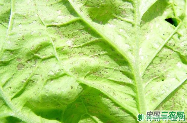 大白菜褐斑病如何防治？