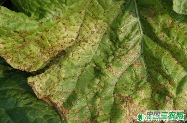 大白菜褐斑病如何防治？