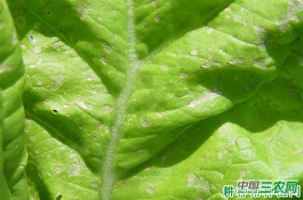 大白菜褐斑病如何防治？