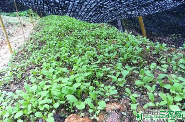 大白菜要怎样育苗？