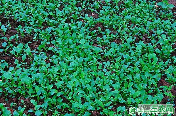 大白菜要怎样育苗？