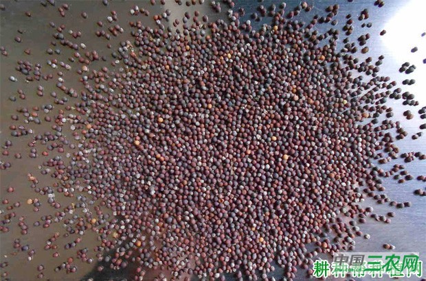 大白菜种子怎么样处理？