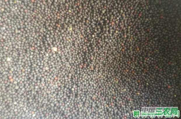 大白菜种子怎么样处理？