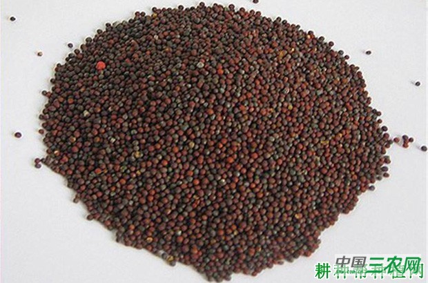 大白菜种子怎么样处理？