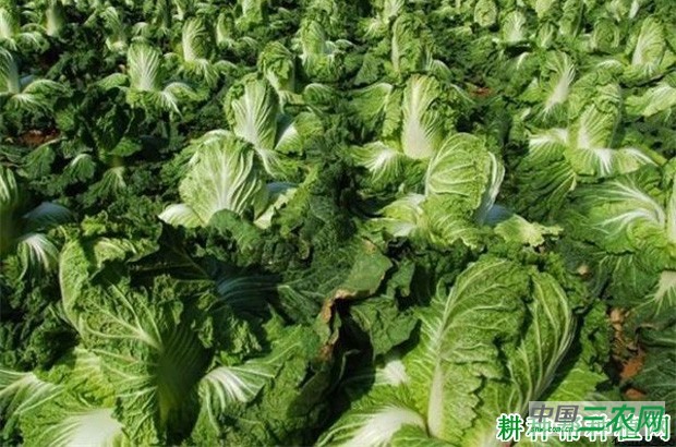 秋大白菜为什么要束叶？
