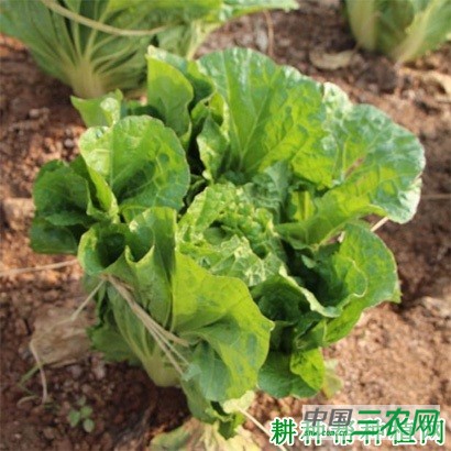 秋大白菜为什么要束叶？