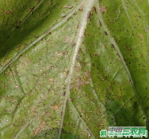 大白菜细菌性黑斑病如何防治？