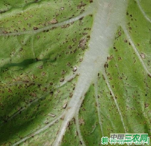 大白菜细菌性黑斑病如何防治？